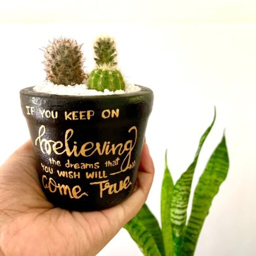 Cactus & Succulent Single pot (20)